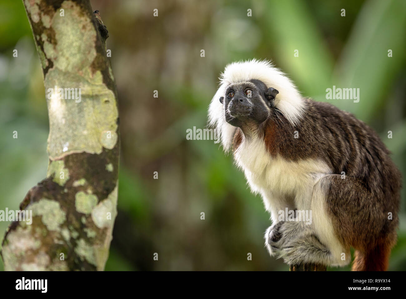 Il cotone Top Tamarin scimmia, Saguinus oedipus, seduta in ambiente naturale Foto Stock