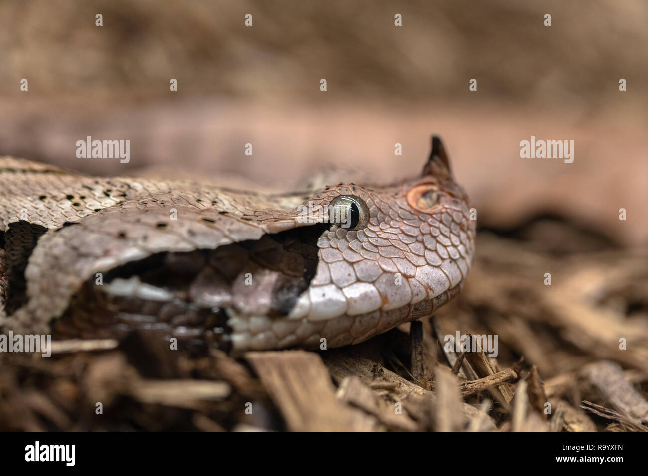 Gaboon viper, Bitis gabonica, vista laterale della testa Foto Stock