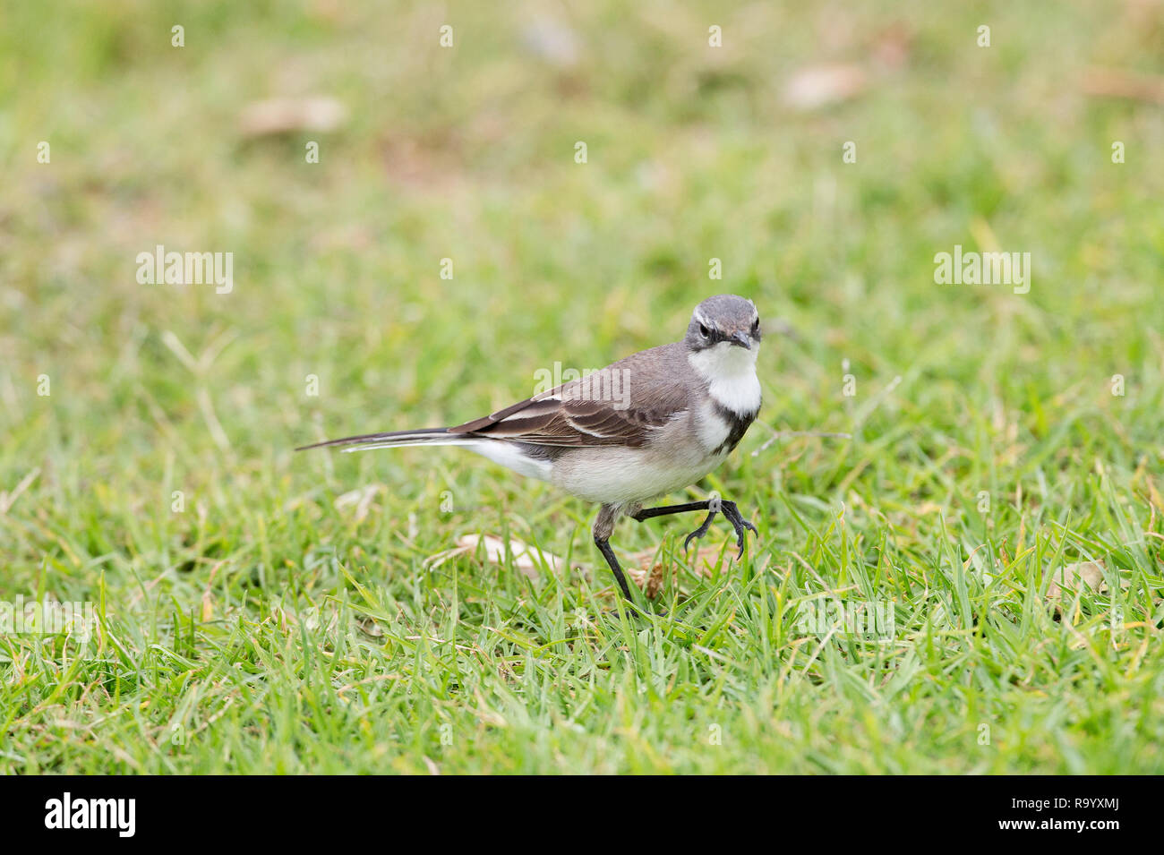 Cape Wagtail,Motacilla capensis,Cape Town, Sud Africa Foto Stock