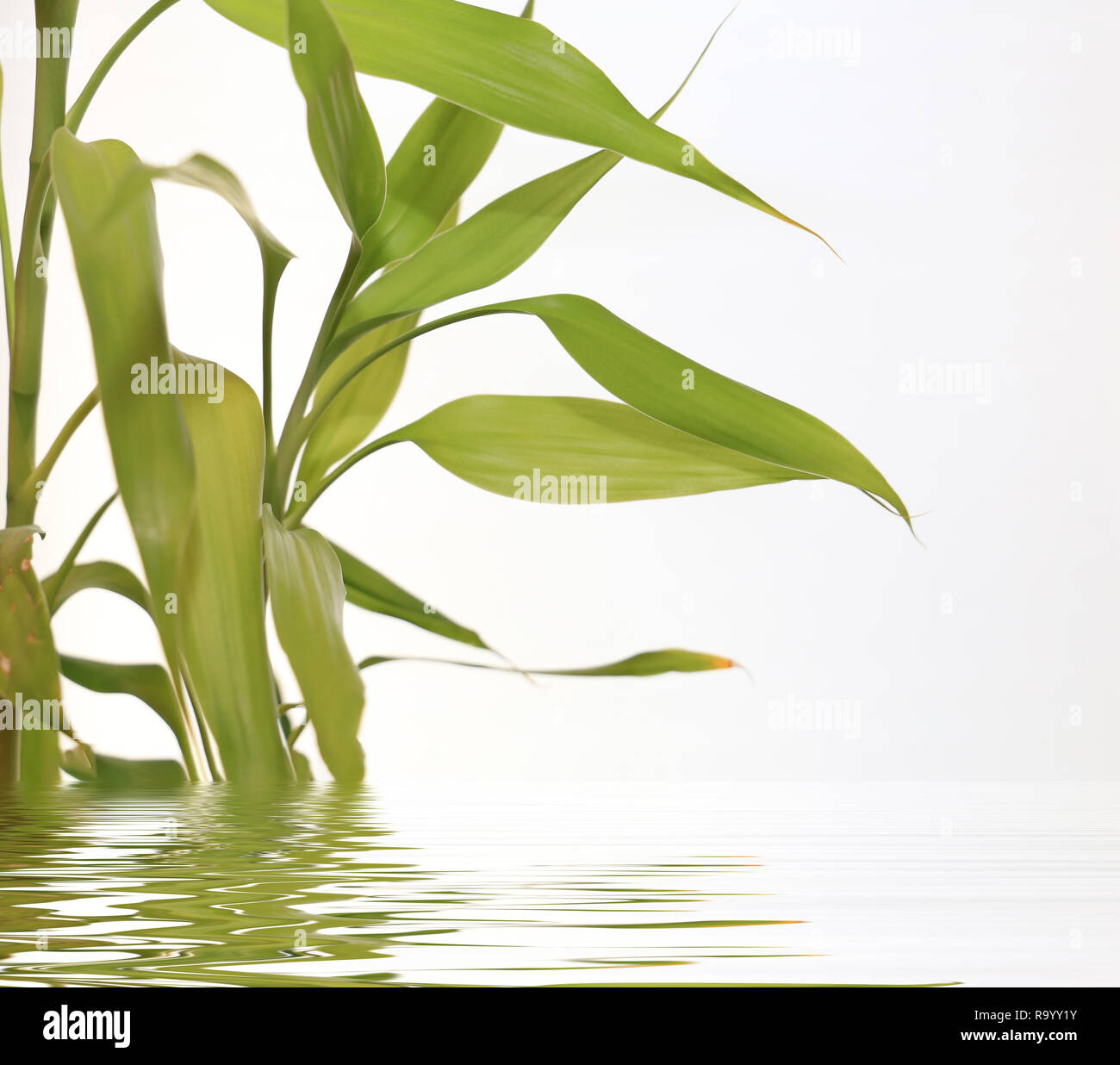 Foglie di bambù specchio riflette nella superficie di acqua, sfondo spa Foto Stock