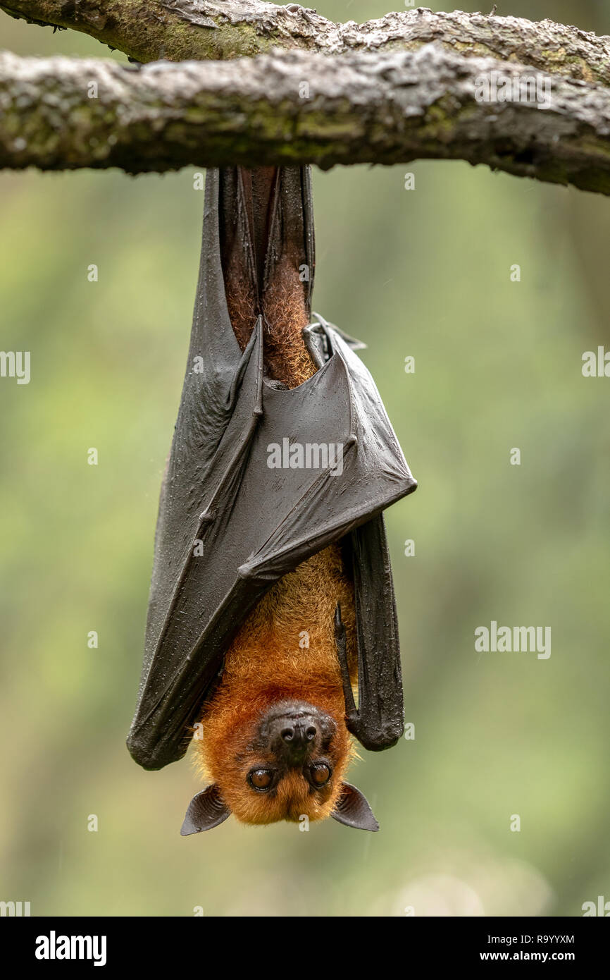 Grandi: la malese flying fox, Pteropus vampyrus, bat appesi da un ramo. Foto Stock