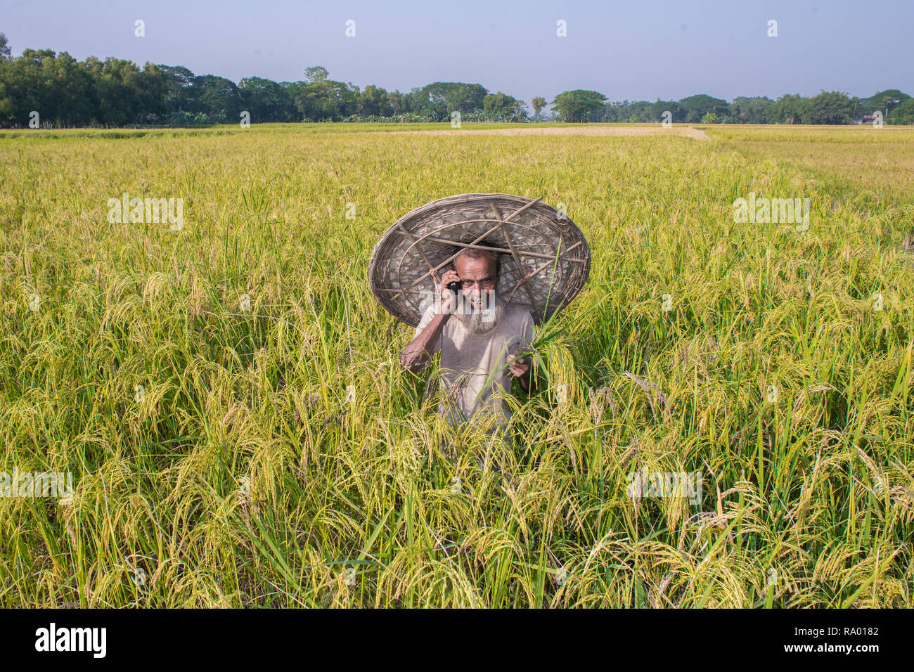 In Bangladesh la coltivazione del riso Foto Stock