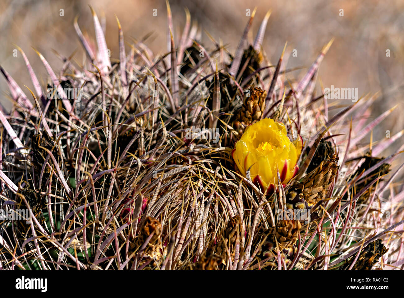 Canna fiore di cactus, fiori, cactus, deserto, giallo Foto Stock