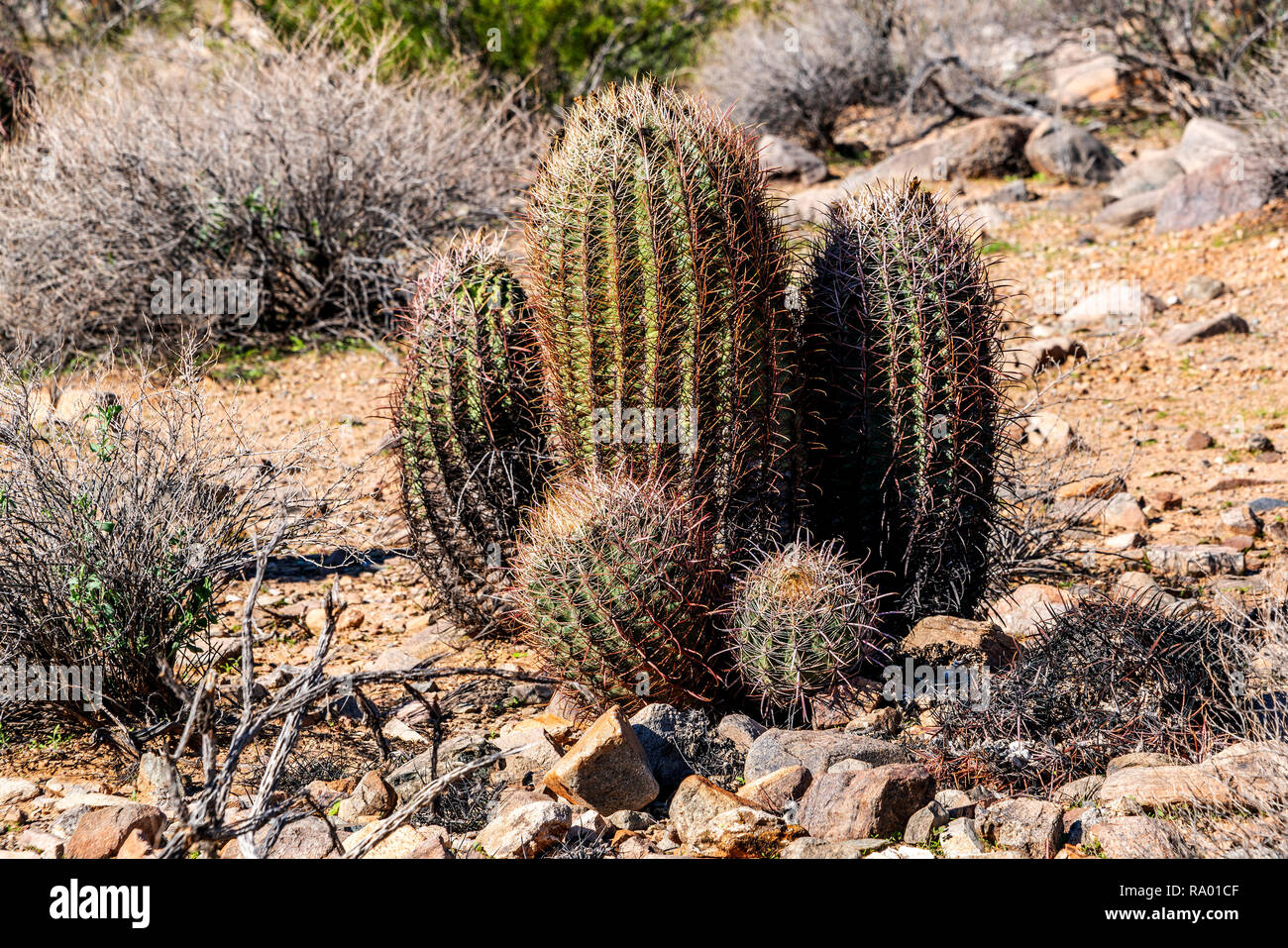 Camera famiglia Cactus, cinque, cactus, spine, picchi Foto Stock