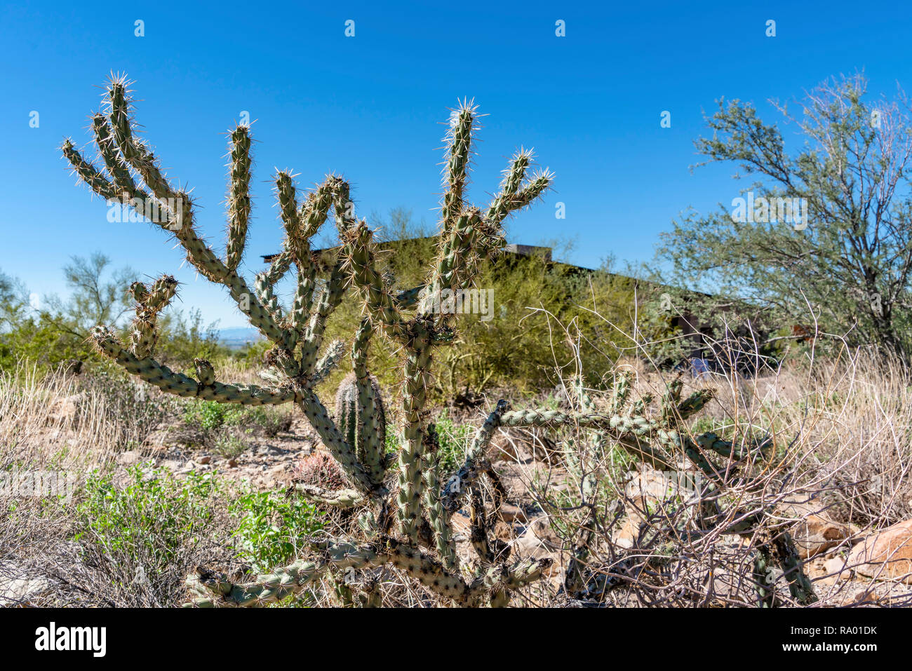 Buckhorn Cholla Cactus, Deserto Deserto Sonoran Foto Stock