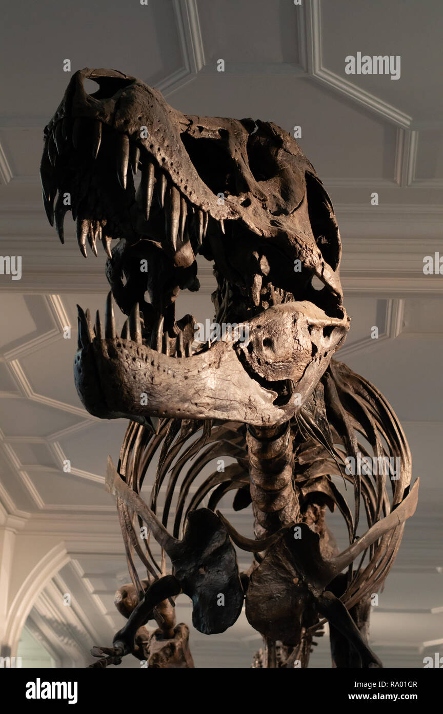 T-Rex scheletro sul display nel museo Foto Stock