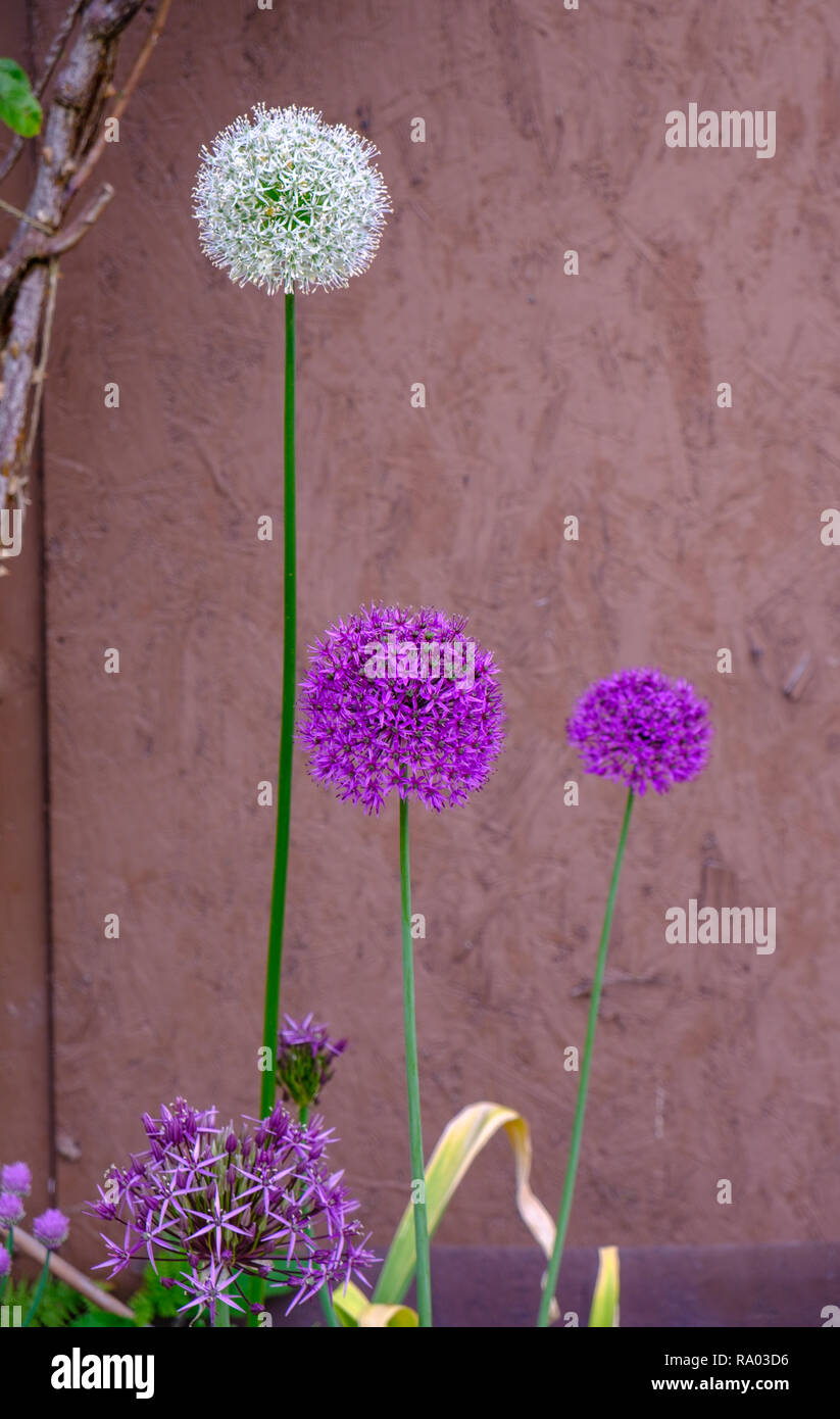 Allium (cipolla) aflatunense crescono nel giardino sul retro, REGNO UNITO Foto Stock