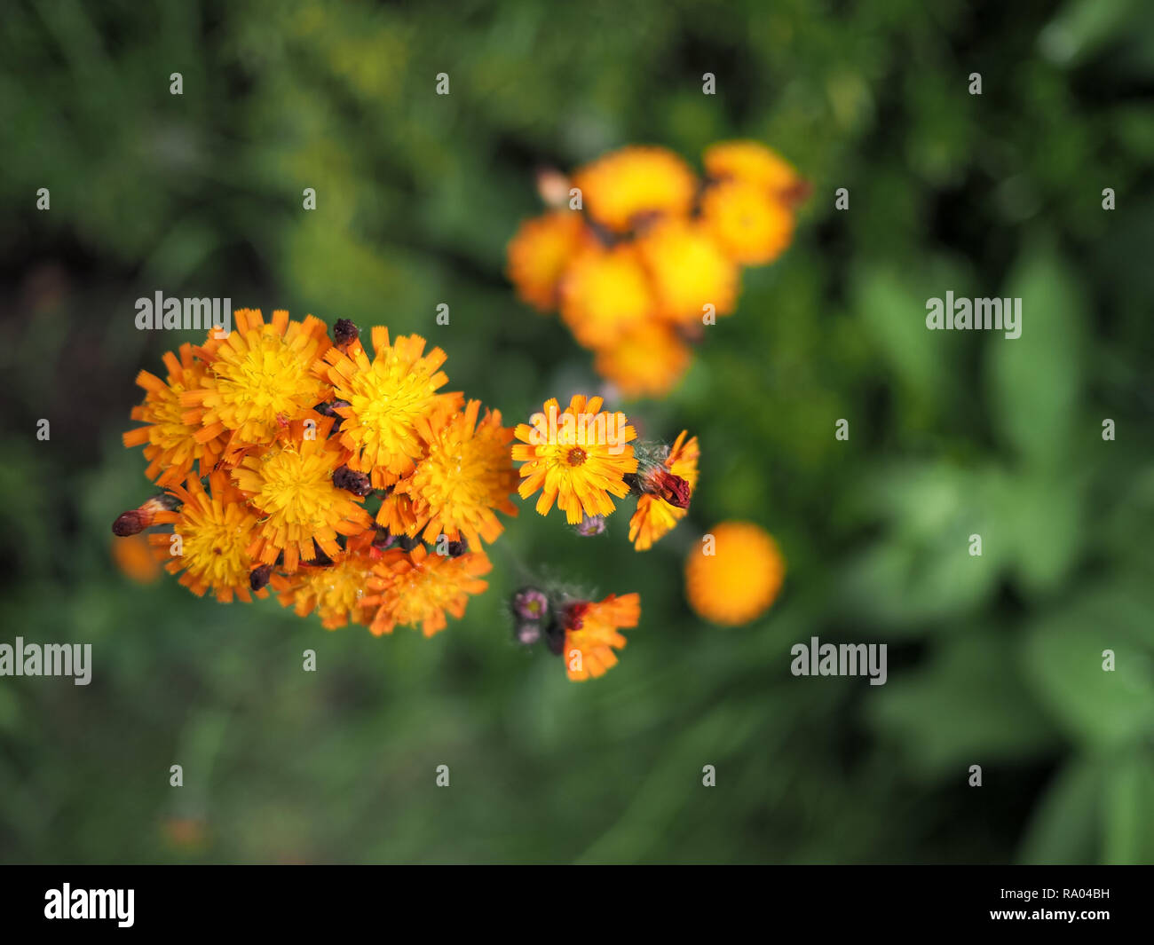 Orange hawkweed fiore in fiore Foto Stock