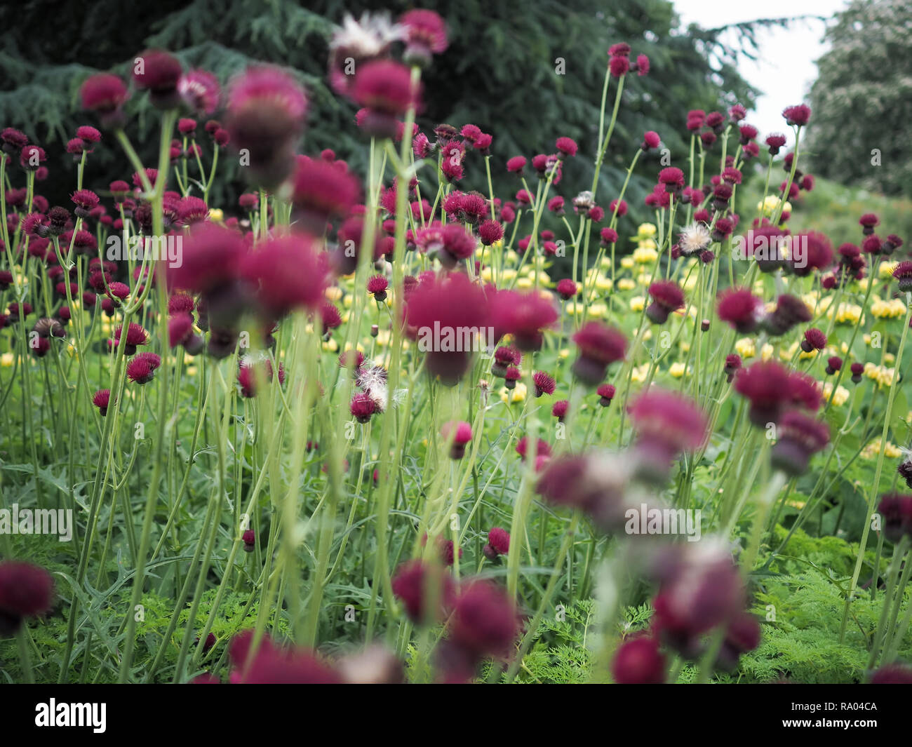 Red brook thistle fiorisce in un giardino Foto Stock