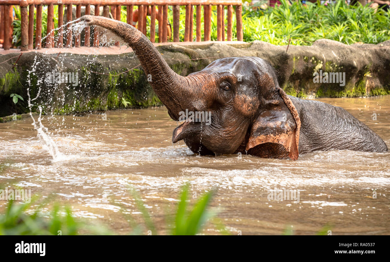 Bellissima femmina elefante asiatico, Elephas maximus, prendere un bagno. Foto Stock