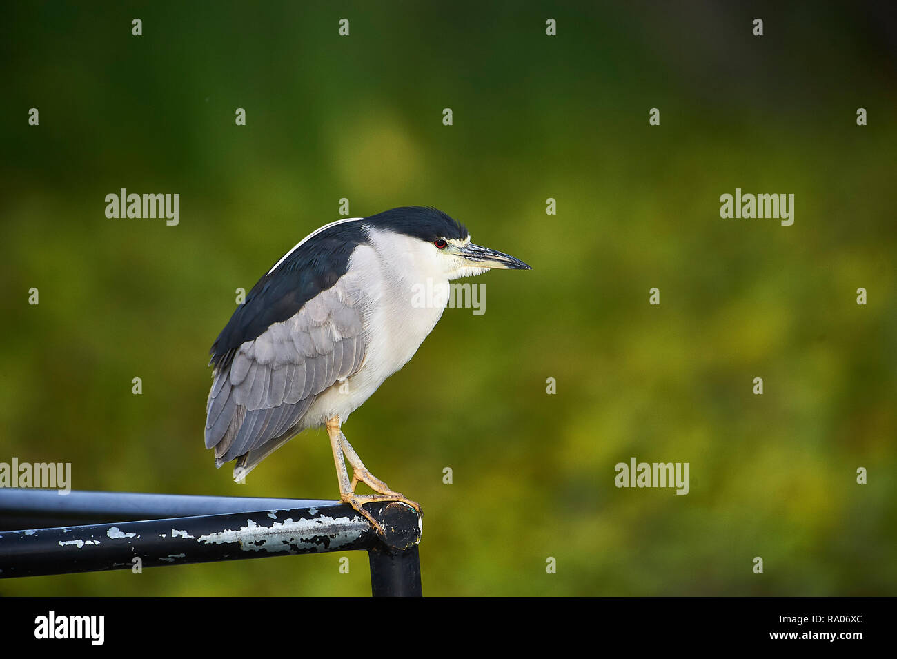 Nitticora (Nycticorax nycticorax) arroccato su una barca da pesca nel lago Chapala, Chapala, Jocotopec, Jalisco, Messico Foto Stock