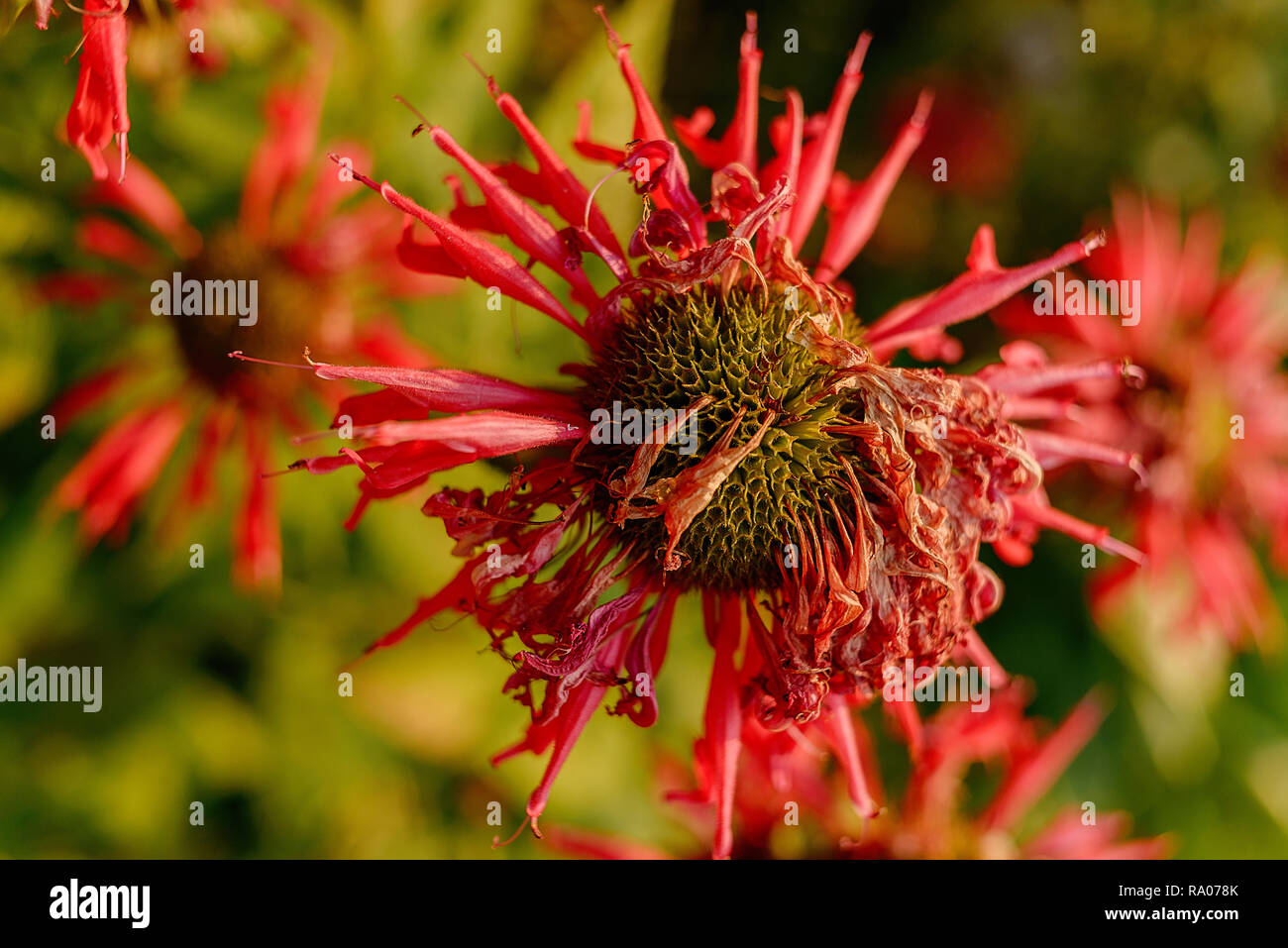 Bee Balm Foto Stock