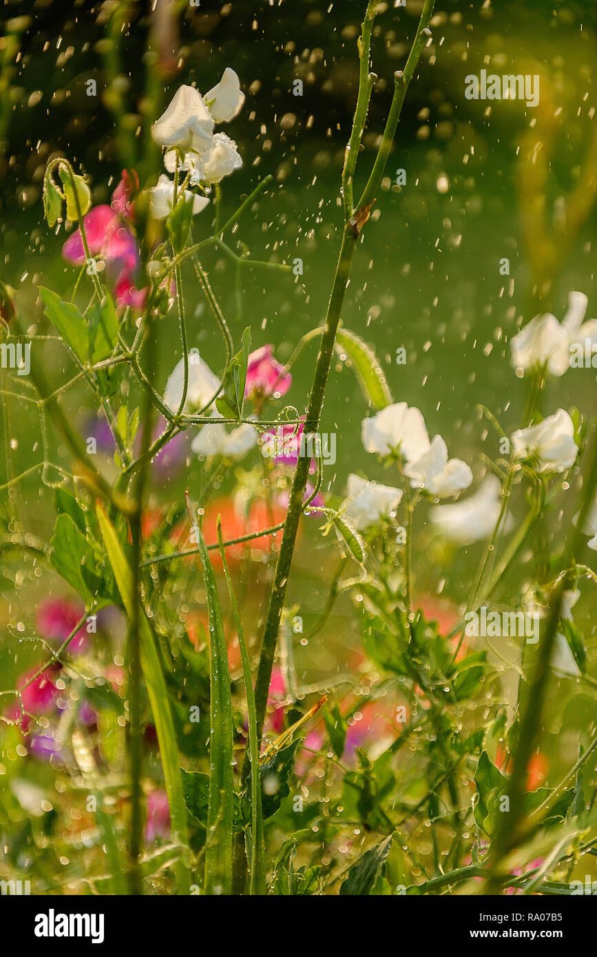 Piselli dolci sotto la pioggia Foto Stock