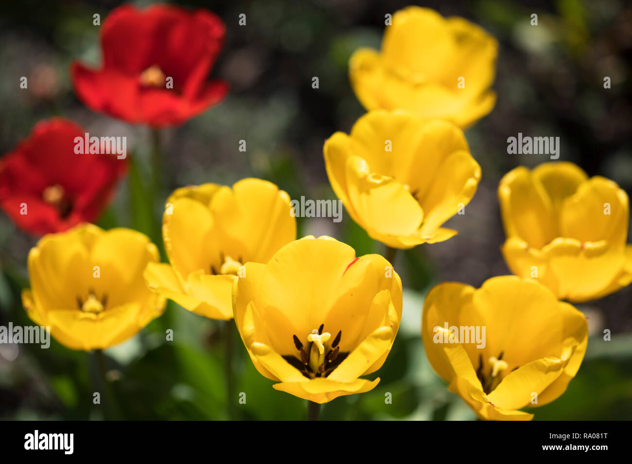 Tulip garden colorato tema floreale Foto Stock