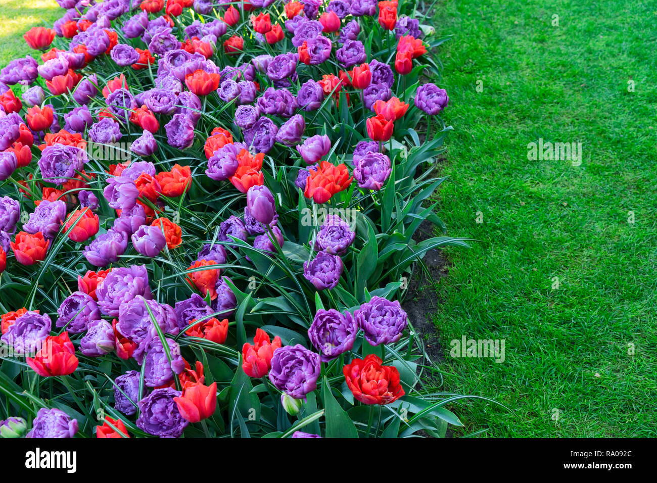 Confine del rosso e del viola tulip fiori su erba verde sullo sfondo Foto Stock