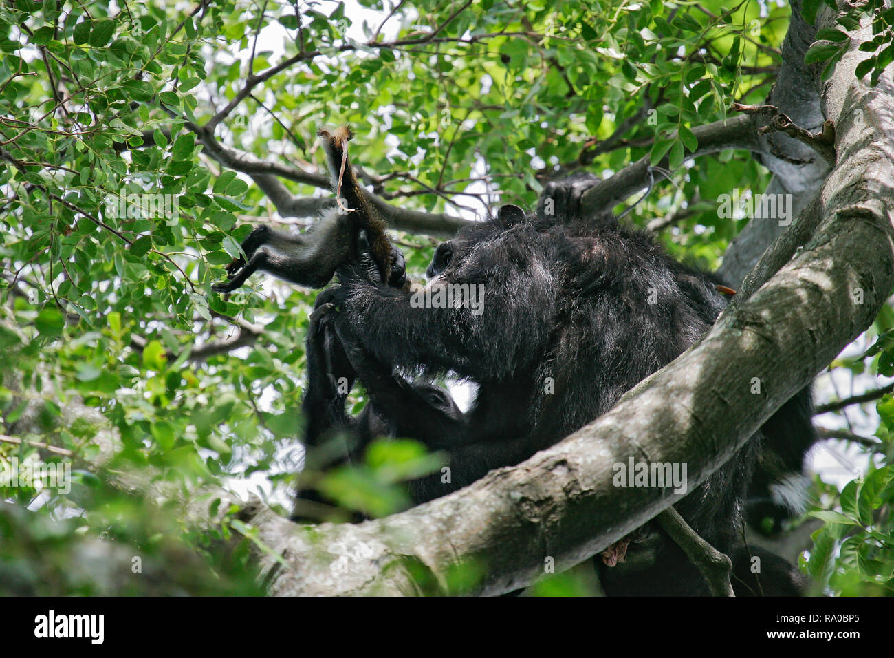 Scimpanzé orientale (Pan troglodytes schweinfurthii) alimentazione su ucciso Colobus Monkey, flusso di Gombe. Parco Nazionale, Tanzania Foto Stock