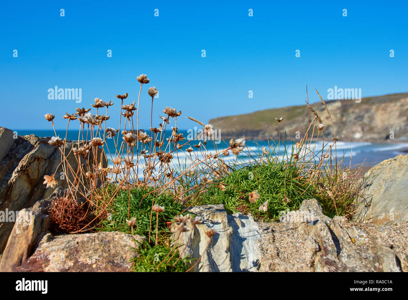 Le piante di fronte Trebarwith Strand spiaggia, North Cornwall Foto Stock