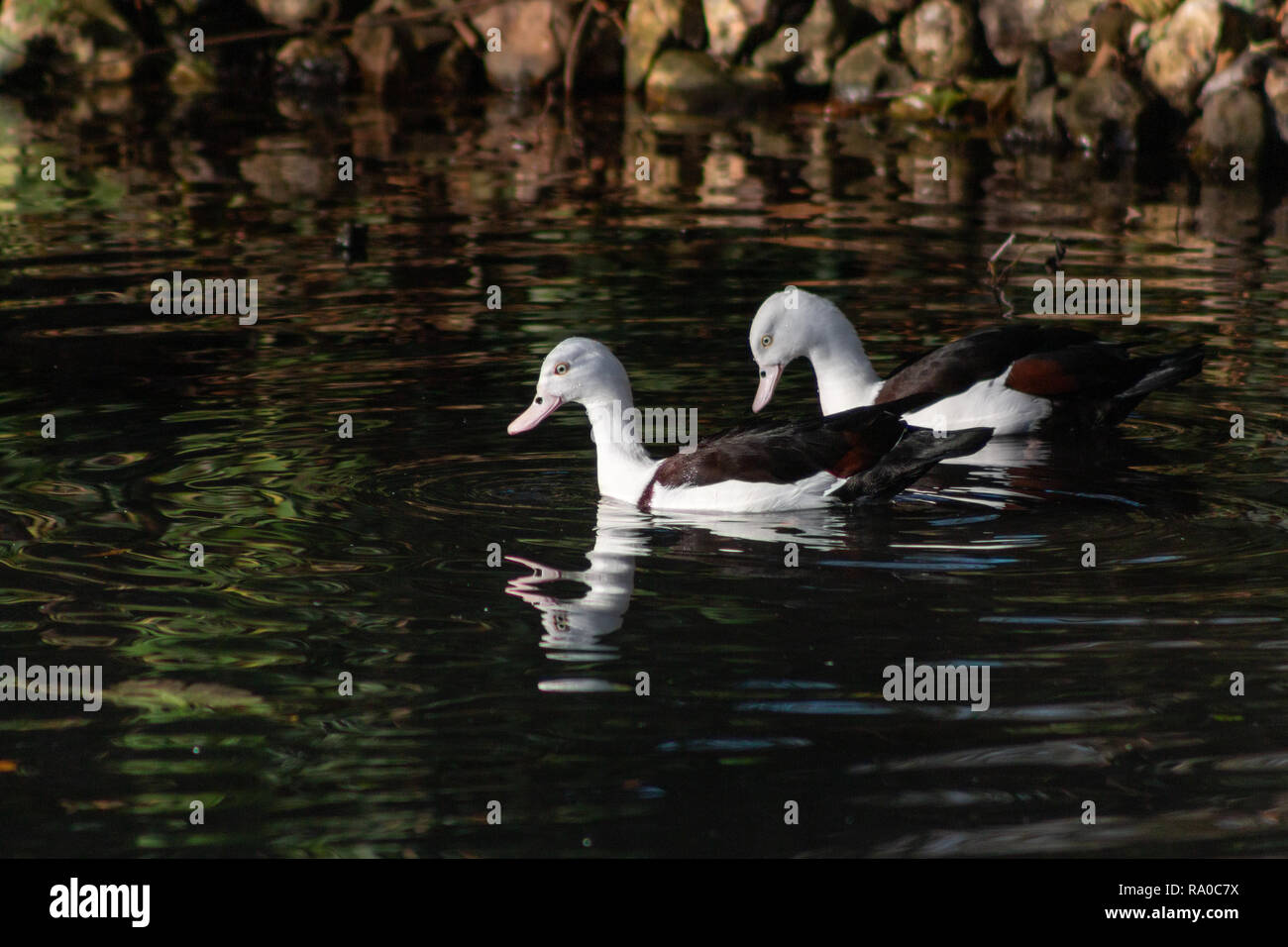 Coppia di Radjah Shelducks Foto Stock