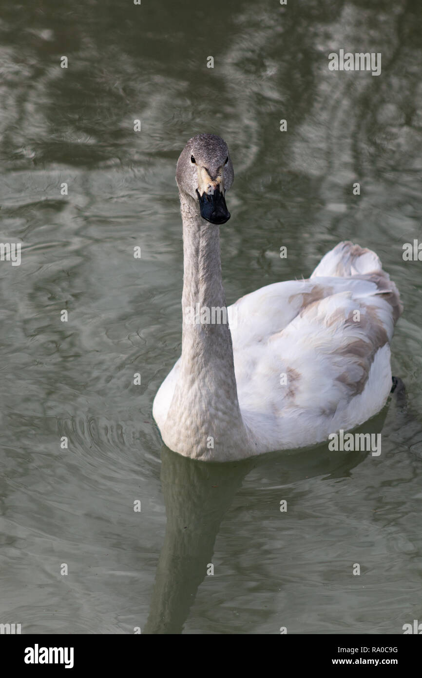 Singola swan nuoto Foto Stock