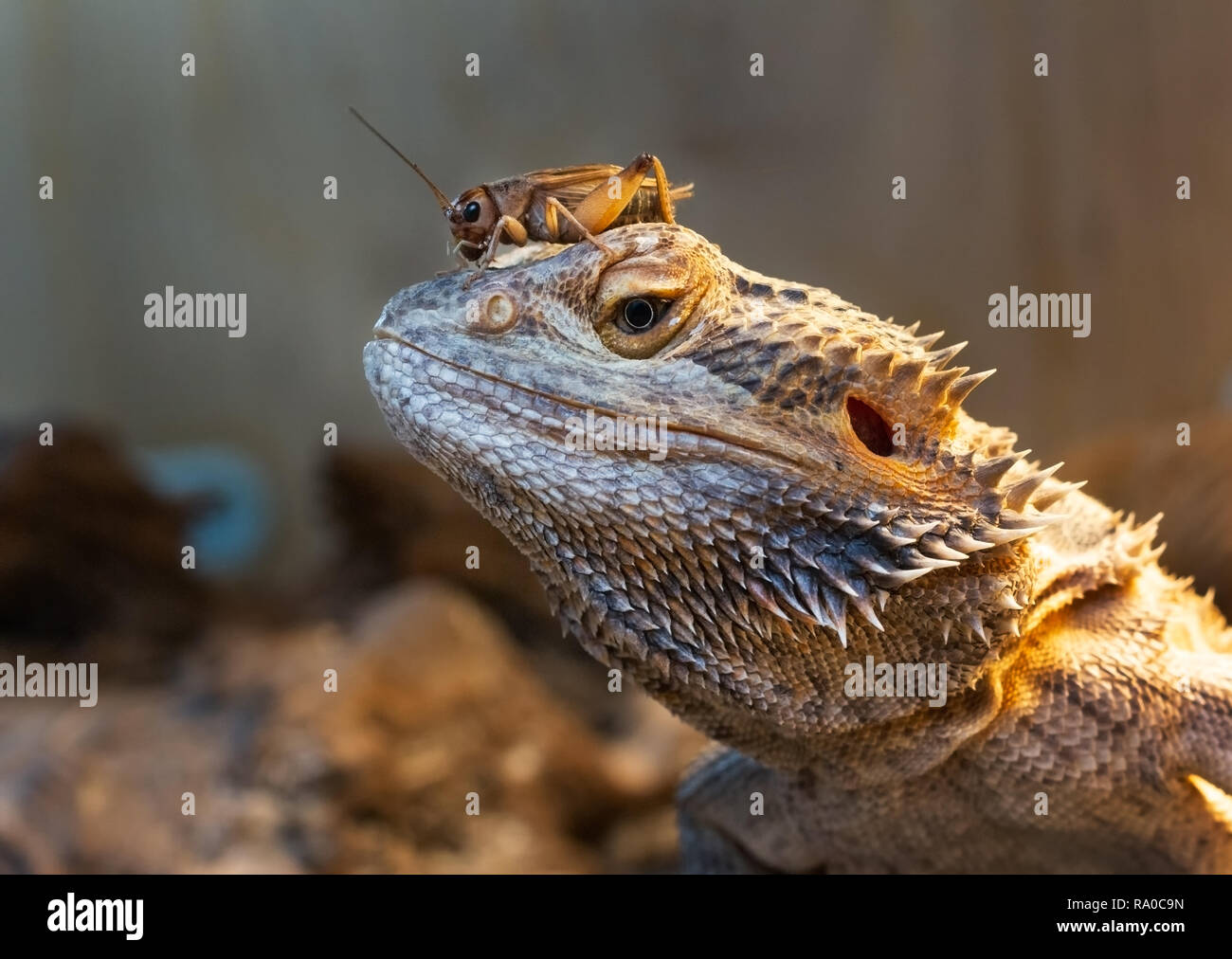 Drago Barbuto con un grillo sulla sua testa Foto Stock