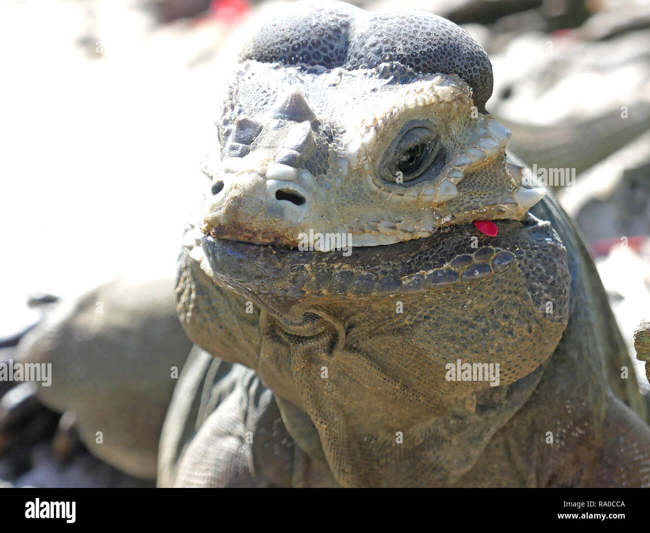 RHINOCEROS IGUANA Cyclura cornuta un maschio in Punta Cana Repubblica Dominicana. Foto: Tony Gale Foto Stock