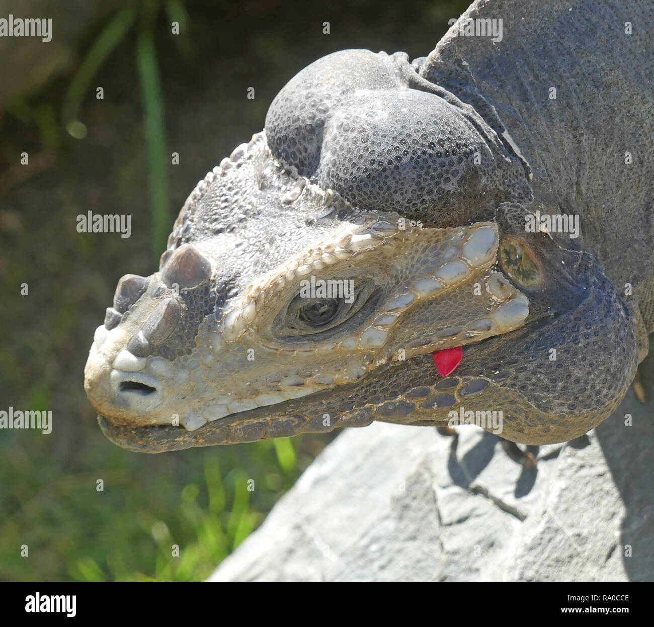 RHINOCEROS IGUANA Cyclura cornuta un maschio in Punta Cana Repubblica Dominicana. Foto: Tony Gale Foto Stock