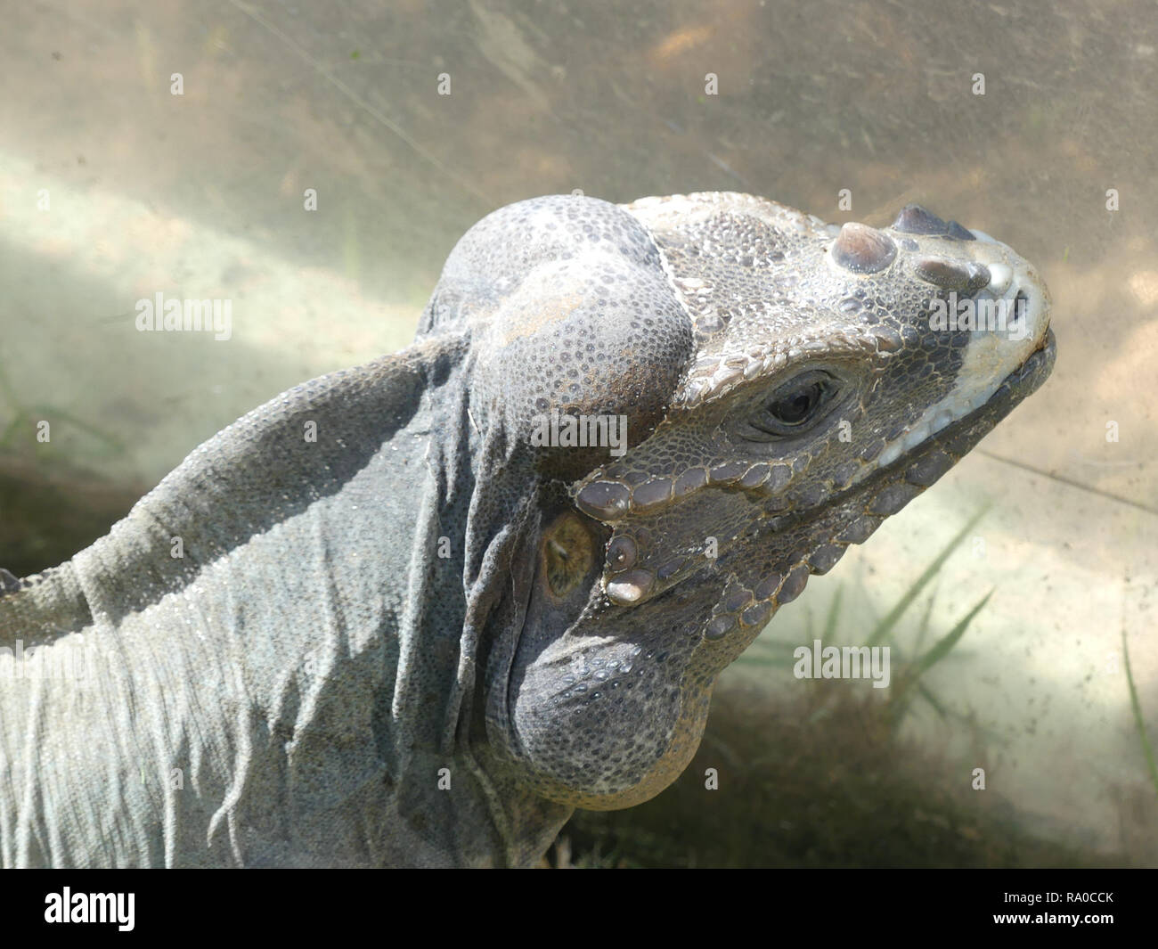 RHINOCEROS IGUANA Cyclura cornuta un maschio in Punta Cana Repubblica Dominicana. Foto: Tony Gale Foto Stock