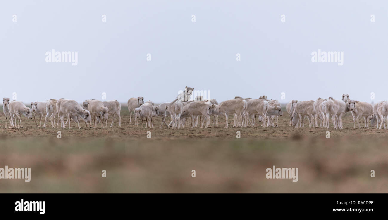 Allevamento di animali femmine durante il periodo di rut. Saiga tatarica è elencato nel libro Rosso, Chyornye Zemli (terre nere) Riserva Naturale, Kalmykia regione, la Russia. Foto Stock