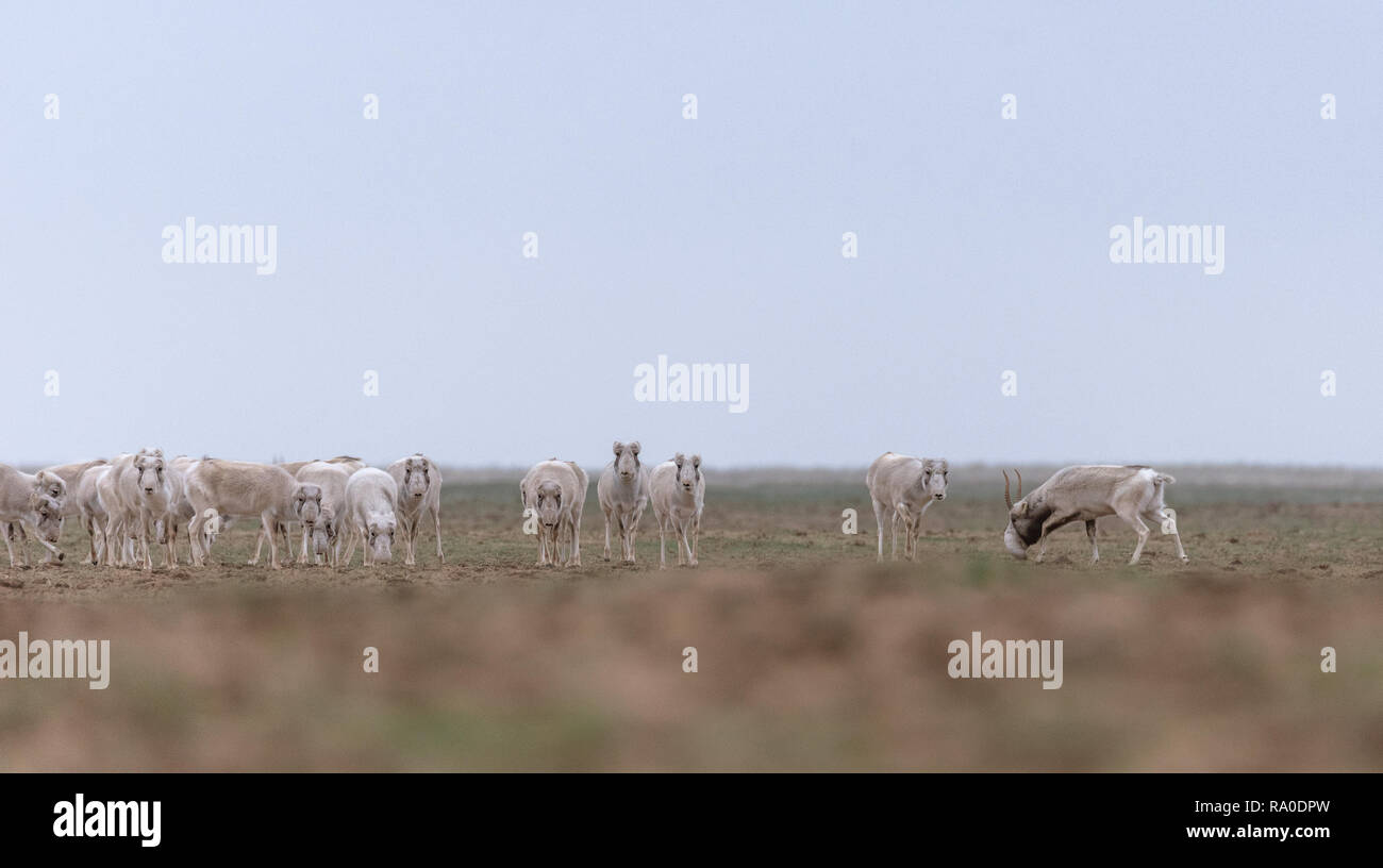 Allevamento di animali femmine durante il periodo di rut. Saiga tatarica è elencato nel libro Rosso, Chyornye Zemli (terre nere) Riserva Naturale, Kalmykia regione, la Russia. Foto Stock