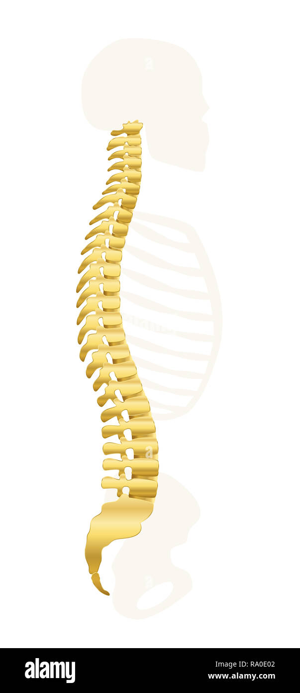 Golden backbone. Dorso grigio con scheletro, come un simbolo per il sano vertebre - illustrazione su sfondo bianco. Foto Stock