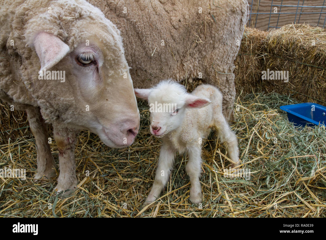 Una pecora merino e la sua nuova nata di agnello Foto Stock