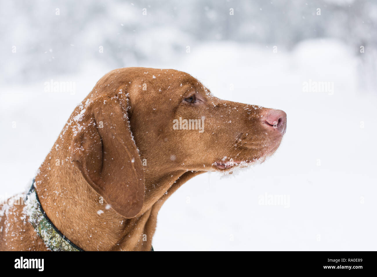Un close-up colpo alla testa di un cane Vizsla (ungherese puntatore) nella coperta di neve con fiocchi di neve. Foto Stock