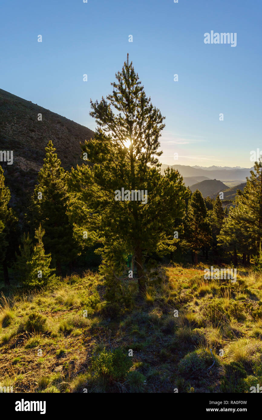 Raggi del sole attraverso un bosco di pini durante un tramonto in Patagonia, Argentina. Foto Stock