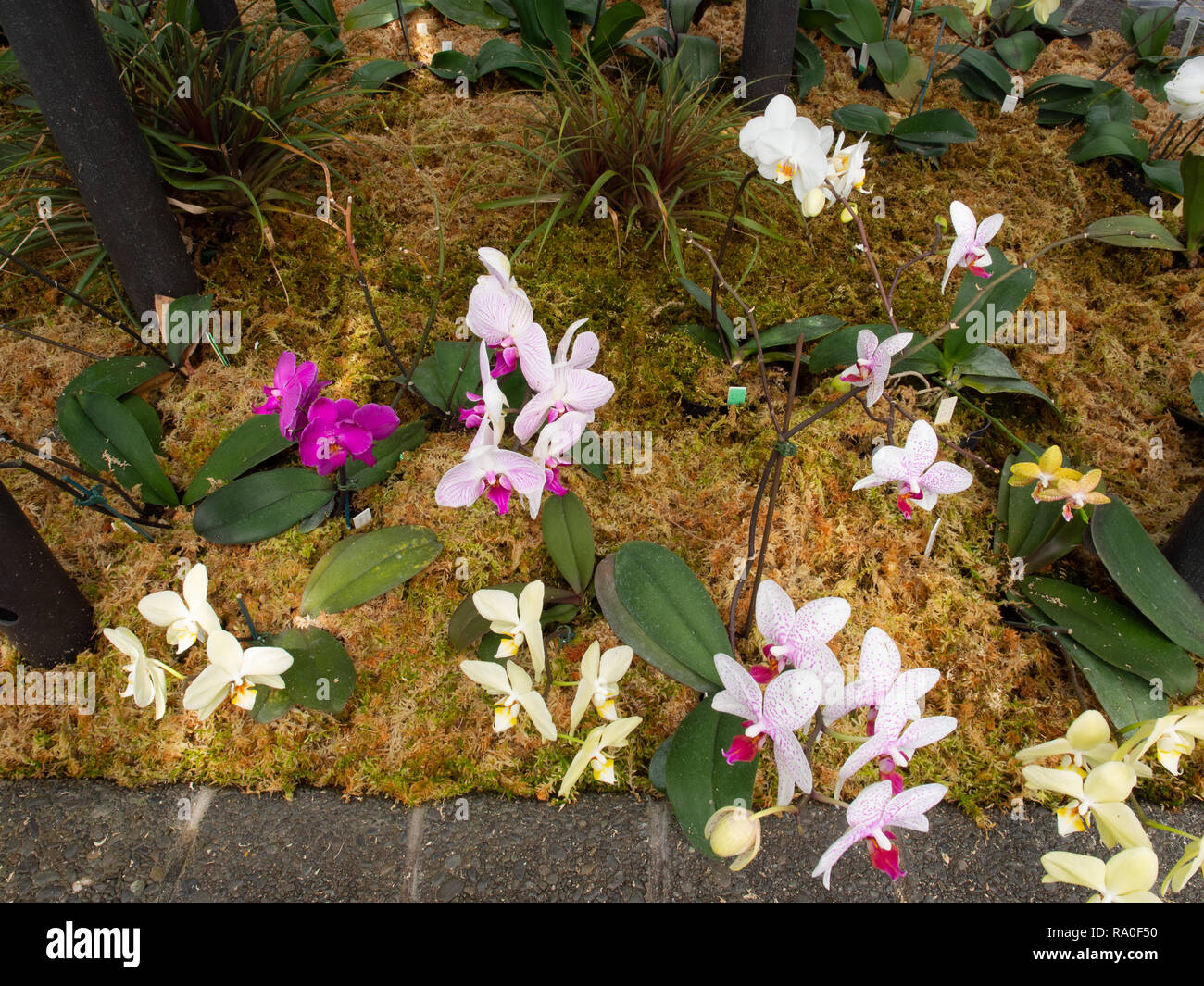 Piccoli graziosi fiori in un giardino Foto Stock