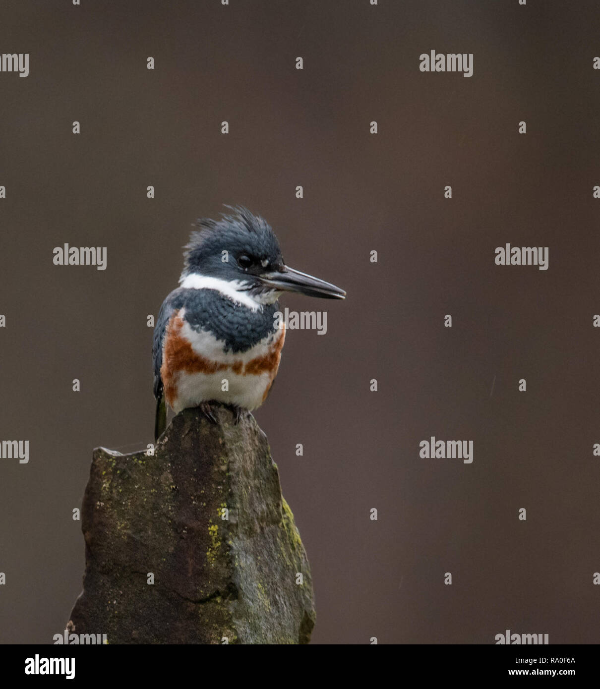 Kingfisher nella struttura ad albero Foto Stock