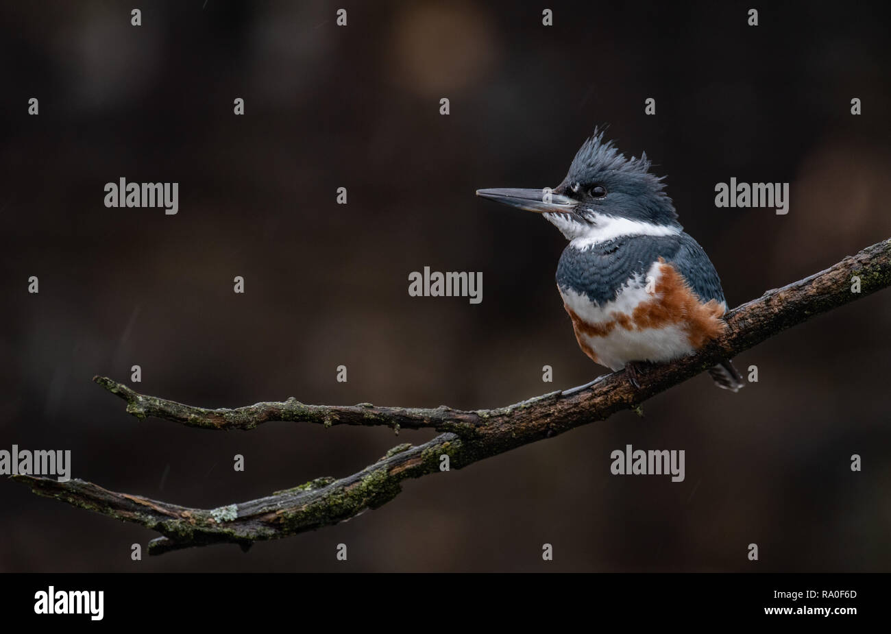 Kingfisher nella struttura ad albero Foto Stock