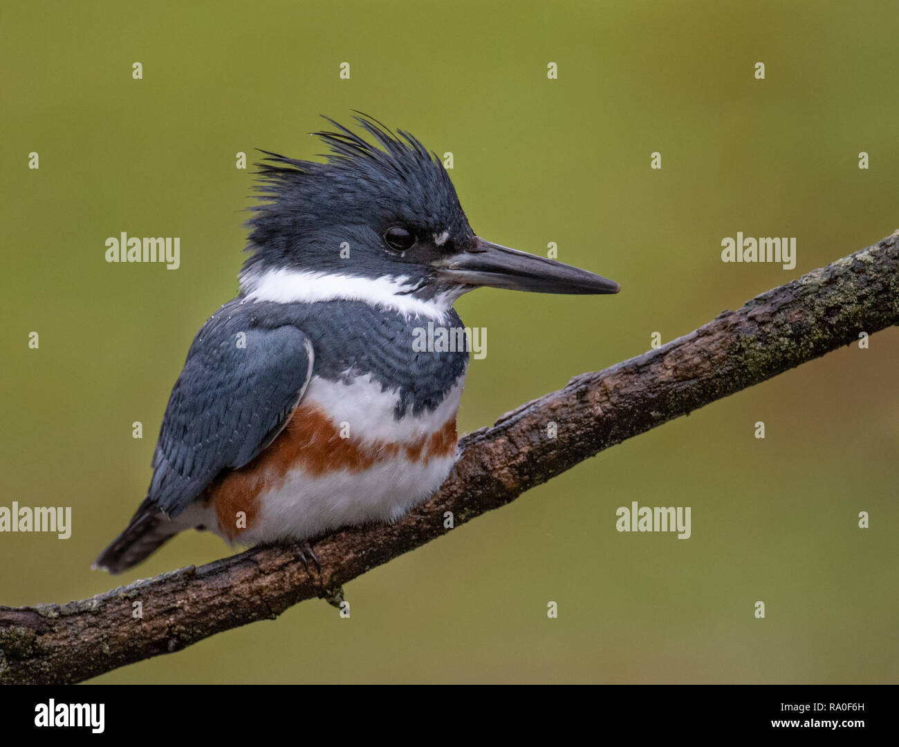 Kingfisher nella struttura ad albero Foto Stock