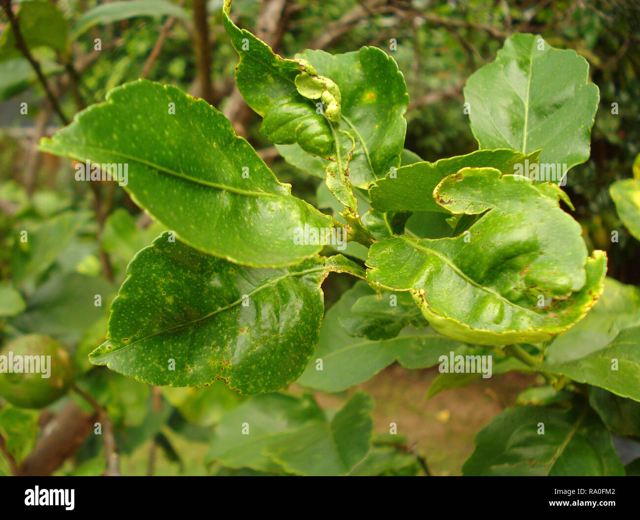 Il fogliame malsano su albero di limone (Citrus) Foto Stock