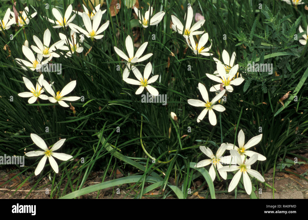 ZEPHYRANTHES CANDIDA (noto come pioggia LILY, STORM LILY, WEST WIND fiore o il croco d'autunno) Foto Stock
