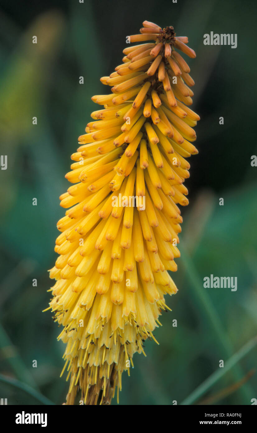 Giallo fiore di KNIPHOFIA " Tetbury torcia' Foto Stock