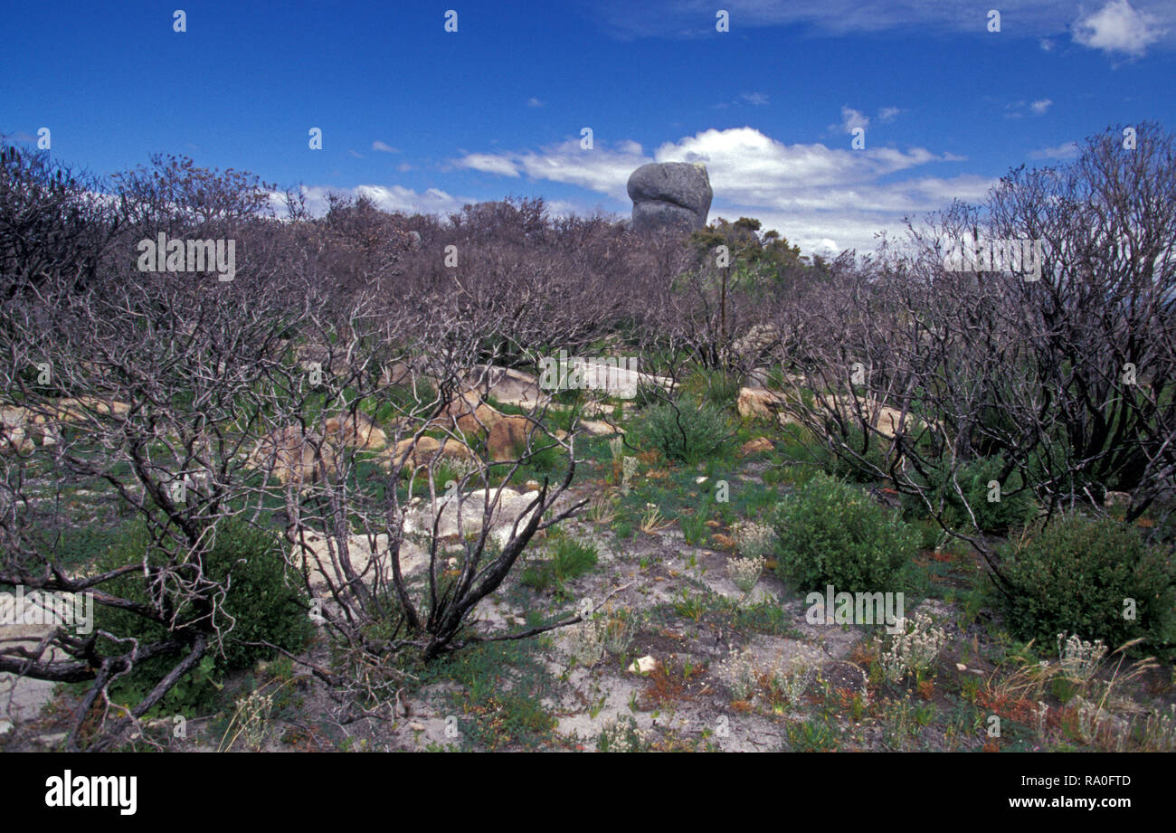 STONY HILL, Torndirrup National Park, a sud-ovest dell'Australia occidentale Foto Stock