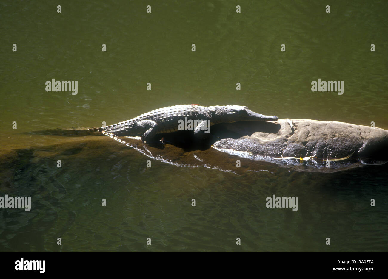 COCCODRILLO D'ACQUA DOLCE NOTO COME "FRESHIE" (CROCODYLUS JOHNSTONI) CROGIOLANDOSI AL SOLE, PARCO NAZIONALE DELLA GOLA DI WINDJANA, REGIONE DI KIMBERLEY, AUSTRALIA OCCIDENTALE. Foto Stock