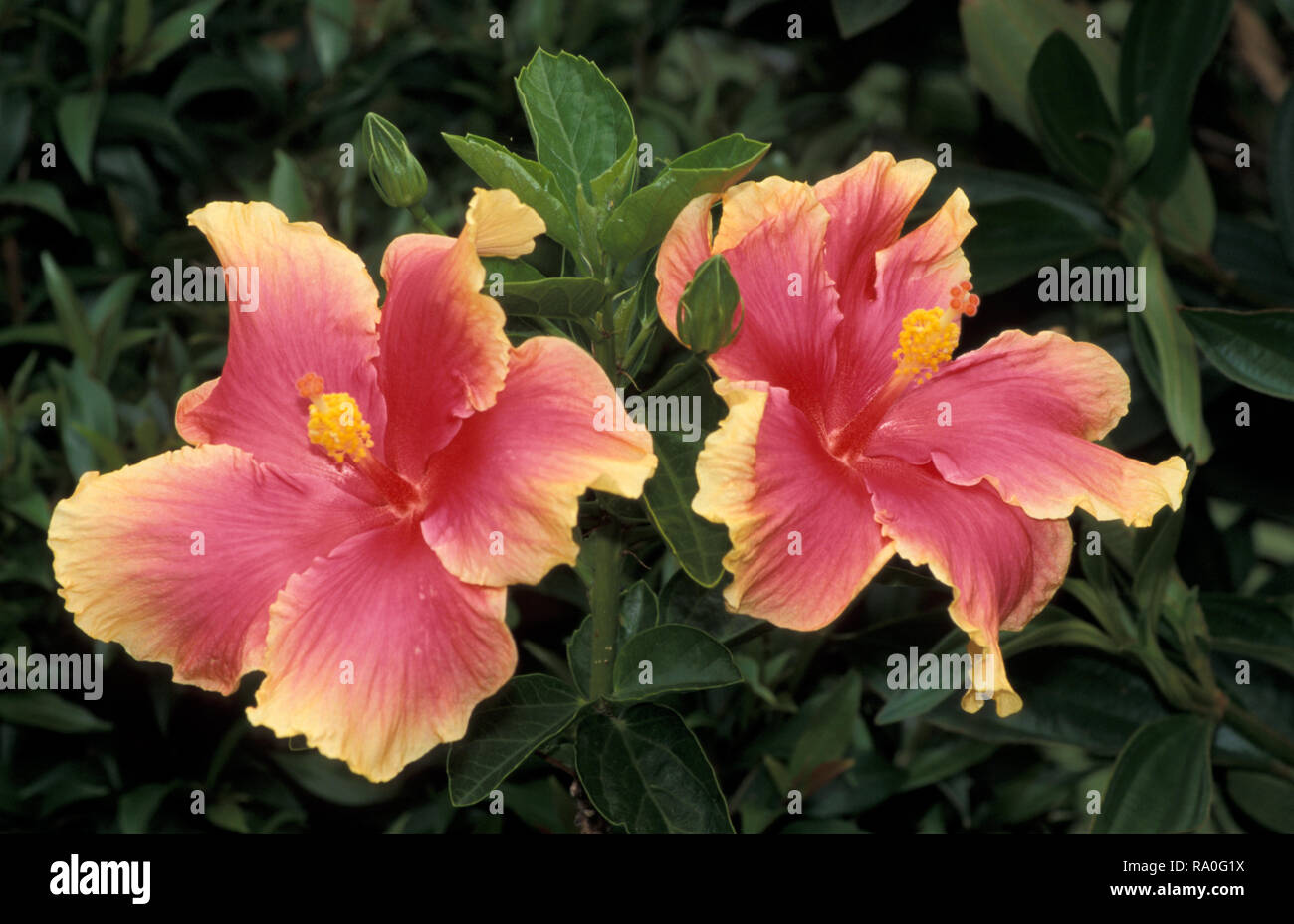 Rosso e Giallo i fiori di ibisco Foto Stock