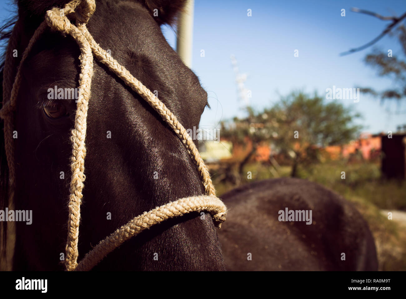 Approccio della testa di un cavallo nero legato con corde. Animale domestico Foto Stock