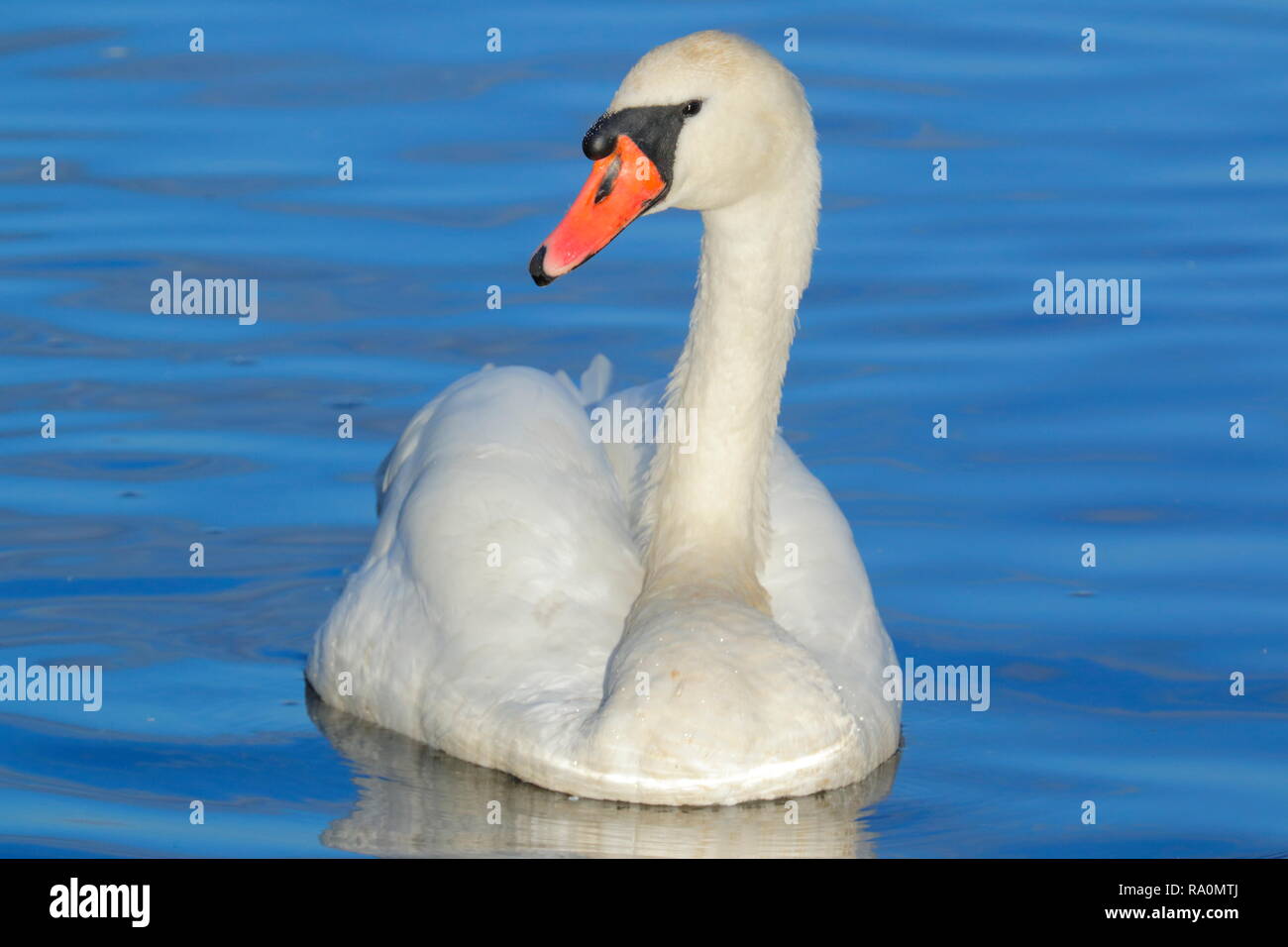 Un Cigno nuoto su un lago a RSPB St Aidan's Foto Stock