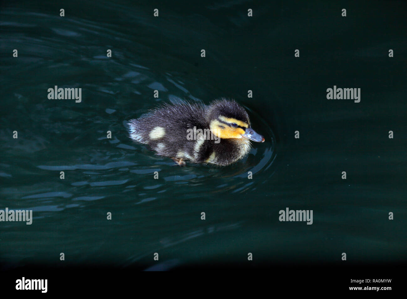 Un giovane duck nuotare in acqua Foto Stock