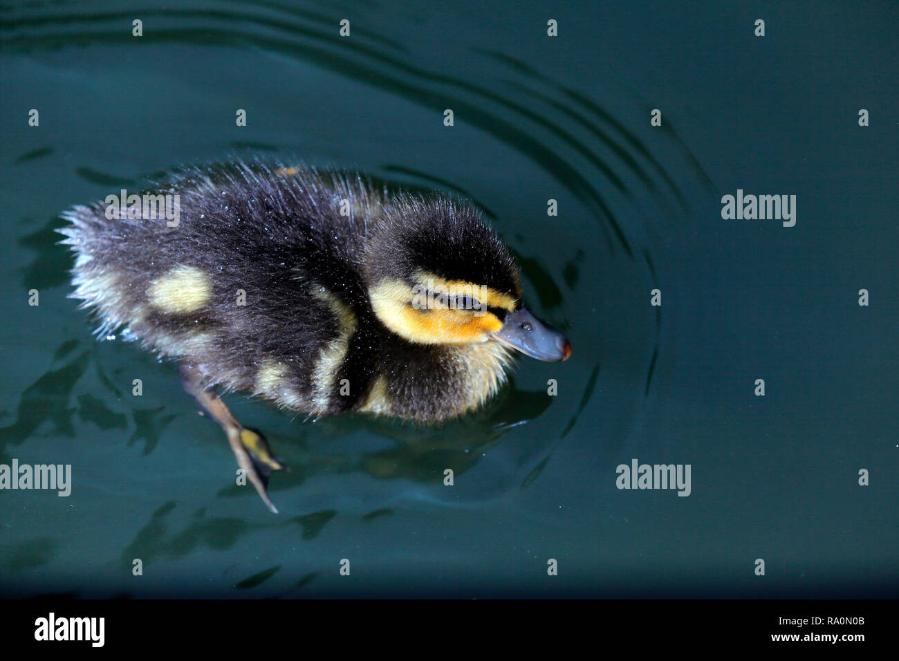 Un giovane duck nuotare in acqua Foto Stock