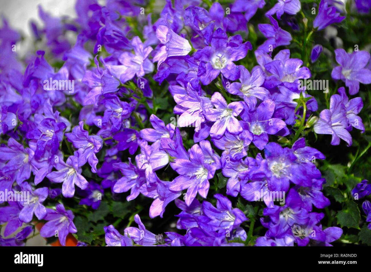 Viola campanula in giardino su daily sun,bellflower Foto Stock