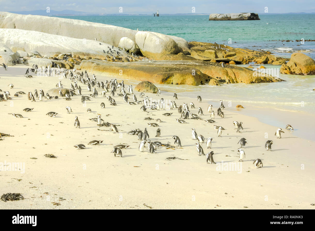Pinguini sulla riva bianca della spiaggia di Boulder. Vasta colonia di pinguini africani è situato vicino alla Città di Simon e Cape Town, Sud Africa. Boulders Beach è parte di Table Mountain NP. Foto Stock