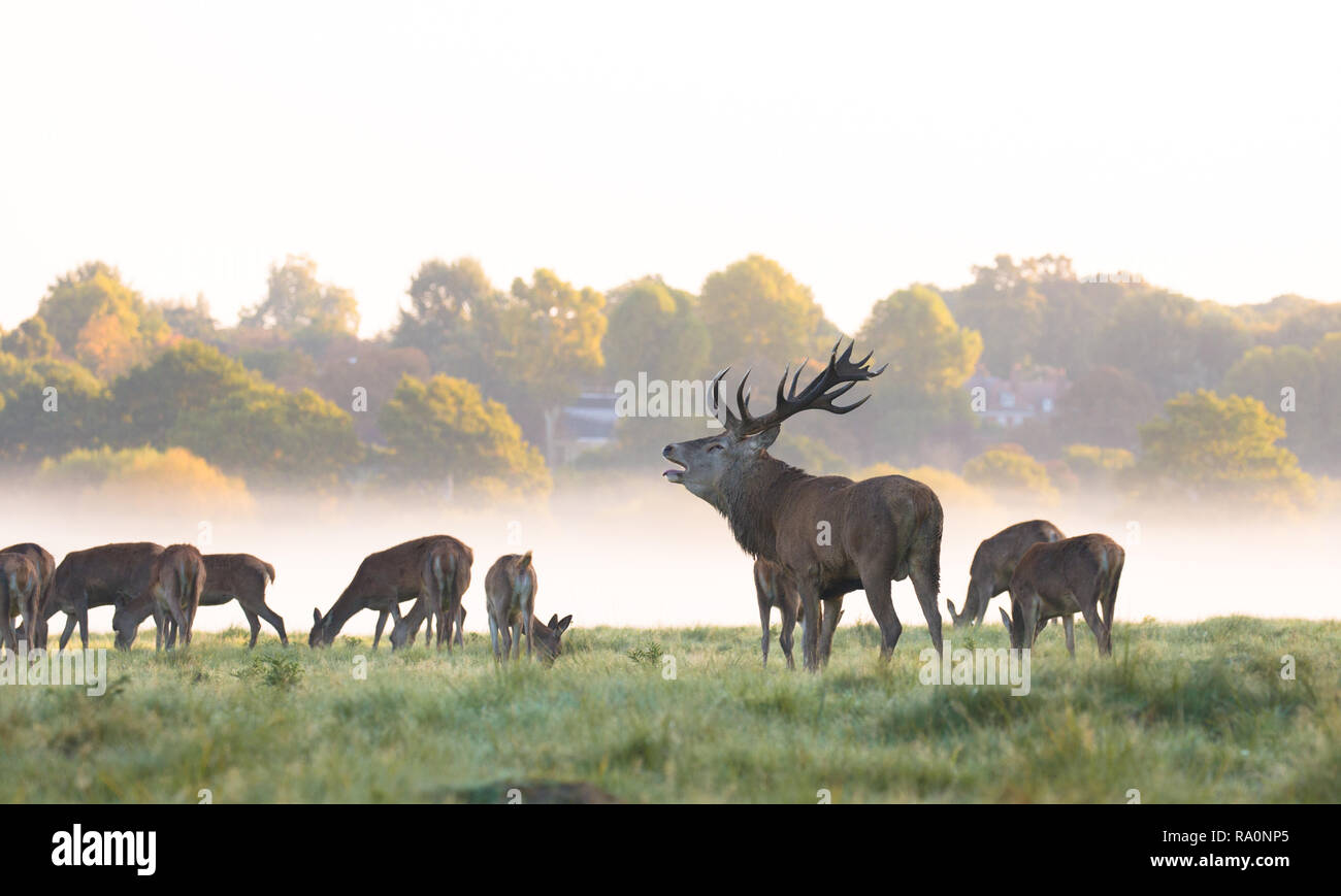 Red Deer in Richmond Park durante la stagione di solchi. Foto Stock